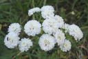 Koreakarsamo2C_Achillea_ptarmica_f_multiplex_IMG_7500.jpg