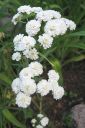 Koreakarsamo2C_Achillea_ptarmica_f_multiplex_IMG_7502.jpg