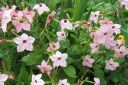 Koristetupakka2C_Nicotiana_x_sanderae_IMG_2325.jpg