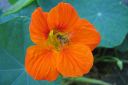 Krassi2C_Tropaeolum_majus_IMG_0091.jpg