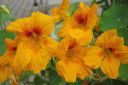 Krassi2C_Tropaeolum_majus_IMG_0182.jpg