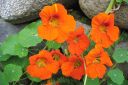 Krassi2C_Tropaeolum_majus_IMG_0669.jpg