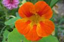 Krassi2C_Tropaeolum_majus_IMG_0913.jpg