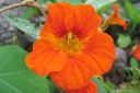 Krassi2C_Tropaeolum_majus_IMG_0921.jpg