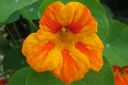 Krassi2C_Tropaeolum_majus_IMG_1865.jpg