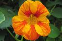 Krassi2C_Tropaeolum_majus_IMG_2910.jpg