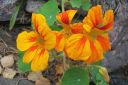 Krassi2C_Tropaeolum_majus_IMG_3198.jpg