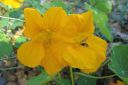 Krassi2C_Tropaeolum_majus_IMG_4693.jpg