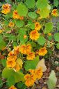 Tiedostonimi=Krassi2C_Tropaeolum_majus_IMG_5788.jpg
Tiedostokoko=81kt
Koko=400x600
Lisätty=11.03.2011 Krassi2C_Tropaeolum_majus_IMG_5788.jpg