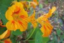 Krassi2C_Tropaeolum_majus_IMG_5798.jpg