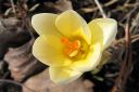 Krookus2C_Crocus_sp_IMG_4525.jpg