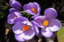 Krookus2C_Crocus_sp_IMG_4558.jpg