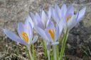 Krookus2C_Crocus_sp_IMG_4568.jpg