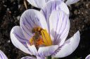 Krookus2C_Crocus_sp_IMG_4577.jpg