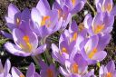 Krookus2C_Crocus_sp_IMG_4579.jpg