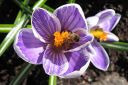 Krookus2C_Crocus_sp_IMG_4598.jpg