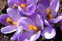 Krookus2C_Crocus_sp_IMG_4602.jpg