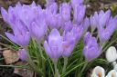 Krookus2C_Crocus_sp_IMG_4689.jpg