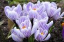 Krookus2C_Crocus_sp_IMG_4702.jpg