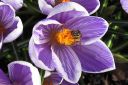 Krookus2C_Crocus_sp_IMG_4761.jpg