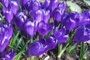 Krookus2C_Crocus_sp_IMG_4936.jpg