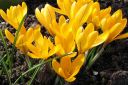 Krookus2C_Crocus_sp_IMG_4938.jpg