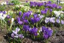 Krookus2C_Crocus_sp_IMG_5353.jpg