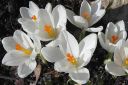 Krookus2C_Crocus_sp_IMG_9274.jpg