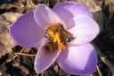 Krookus2C_Crocus_sp_IMG_9367.jpg