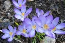 Krookus2C_Crocus_sp_IMG_9373.jpg