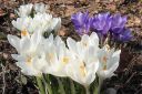 Krookus2C_Crocus_sp_IMG_9391.jpg