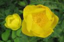 Kullero2C_Trollius_europaeus_IMG_0140.jpg