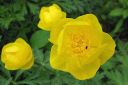 Kullero2C_Trollius_europaeus_IMG_0562.jpg