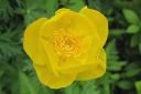 Kullero2C_Trollius_europaeus_IMG_1181.jpg