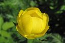 Kullero2C_Trollius_europaeus_IMG_2392.jpg