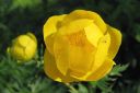 Kullero2C_Trollius_europaeus_IMG_2865.jpg