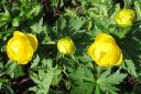 Kullero2C_Trollius_europaeus_IMG_7580.jpg