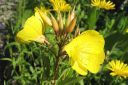 Kultahelokki2C_Oenothera_fruticosa_subsp_glauca_IMG_4481.jpg