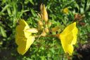 Kultahelokki2C_Oenothera_fruticosa_subsp_glauca_IMG_4485.jpg