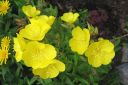 Kultahelokki2C_Oenothera_fruticosa_subsp_glauca_IMG_4634.jpg