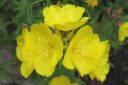 Kultahelokki2C_Oenothera_fruticosa_subsp_glauca_IMG_4635.jpg