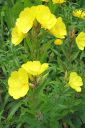 Kultahelokki2C_Oenothera_fruticosa_subsp_glauca_IMG_4636.jpg