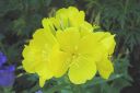 Kultahelokki2C_Oenothera_fruticosa_subsp_glauca_IMG_5671.jpg