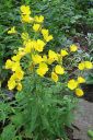 Kultahelokki2C_Oenothera_fruticosa_subsp_glauca_IMG_6941.jpg