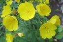 Kultahelokki2C_Oenothera_fruticosa_subsp_glauca_IMG_6943.jpg