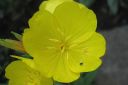 Kultahelokki2C_Oenothera_fruticosa_subsp_glauca_IMG_6944.jpg