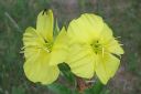 Kultahelokki2C_Oenothera_fruticosa_subsp_glauca_IMG_9403.jpg