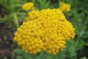 Kultakarsamo2C_Achillea_filipendulina_IMG_0483.jpg