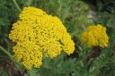 Tiedostonimi=Kultakarsamo2C_Achillea_filipendulina_IMG_0711.jpg
Tiedostokoko=60kt
Koko=600x400
Lisätty=11.03.2011 Kultakarsamo2C_Achillea_filipendulina_IMG_0711.jpg