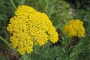 Kultakarsamo2C_Achillea_filipendulina_IMG_0711.jpg